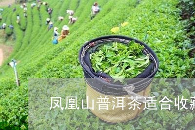 凤凰山普洱茶适合收藏吗/2023081476059