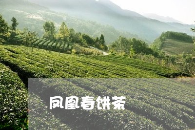 凤凰春饼茶/2023090250502