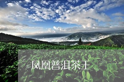 凤凰普洱茶王/2023042780699