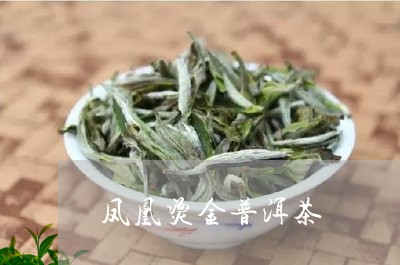 凤凰烫金普洱茶/2023110905051