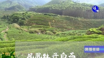 凤凰牡丹白茶/2023051321404