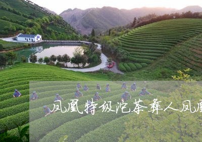 凤凰特级沱茶彝人凤凰沱茶怎么样/2023060216148