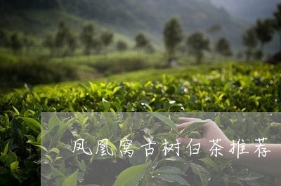 凤凰窝古树白茶推荐/2023071511894