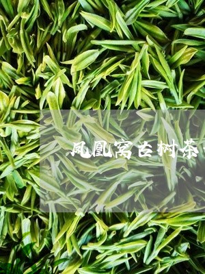 凤凰窝古树茶普洱茶/2023112724058