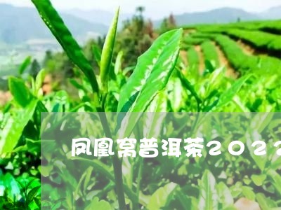 凤凰窝普洱茶2022年价格/2023052851837