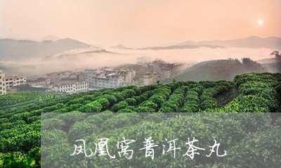 凤凰窝普洱茶丸/2023112521583