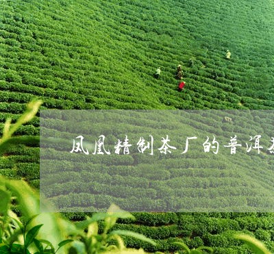 凤凰精制茶厂的普洱茶/2023062514939