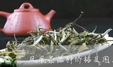 凤凰茶品种价格及图片/2023092136259