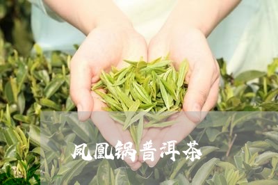 凤凰锅普洱茶/2023042659749