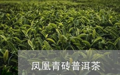 凤凰青砖普洱茶/2023102678160