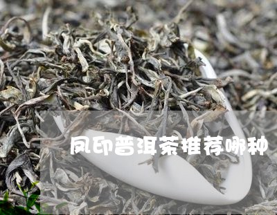 凤印普洱茶推荐哪种/2023110548158