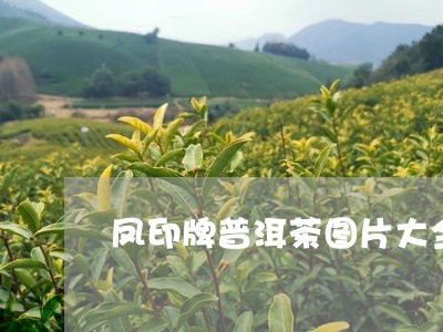 凤印牌普洱茶图片大全/2023062118393