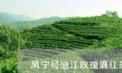 凤宁号沧江玫瑰滇红茶/2023061372696