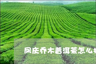 凤庆乔木普洱茶怎么样/2023072428180