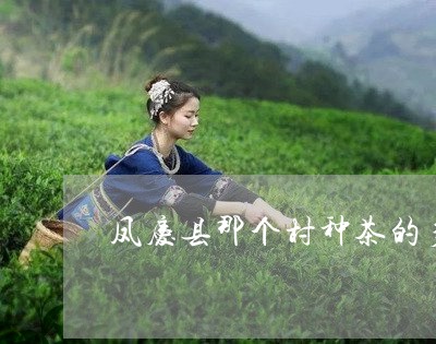 凤庆县那个村种茶的多/2023071633828