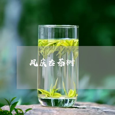 凤庆古茶树/2023090240505