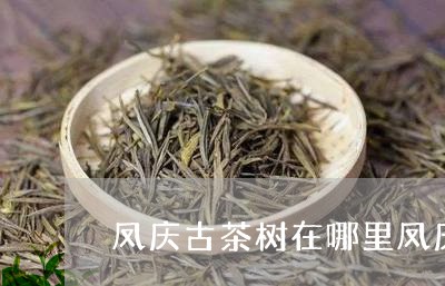 凤庆古茶树在哪里凤庆茶王树树龄/2023060249582