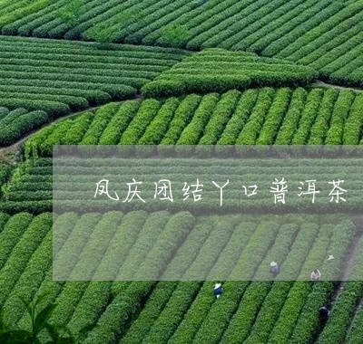 凤庆团结丫口普洱茶/2023120520614