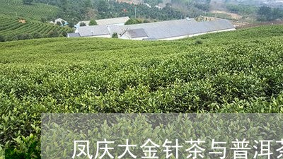 凤庆大金针茶与普洱茶/2023100760504