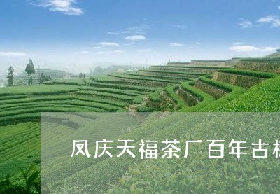 凤庆天福茶厂百年古树/2023071693058