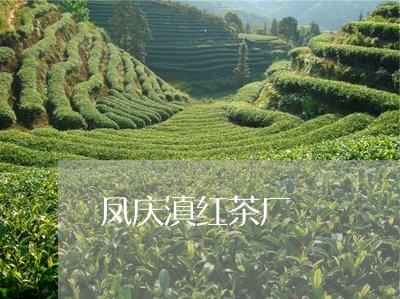 凤庆滇红茶厂/2023042969663