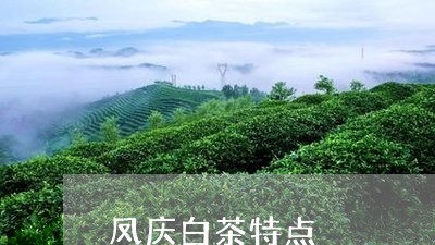 凤庆白茶特点/2023051397171