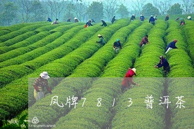 凤牌7813普洱茶/2023070845957