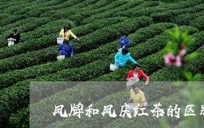 凤牌和凤庆红茶的区别/2023071601414