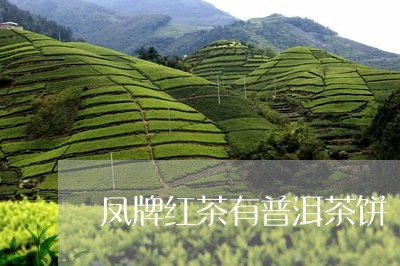 凤牌红茶有普洱茶饼/2023091578169