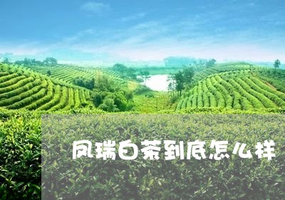 凤瑞白茶到底怎么样/2023081248472