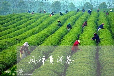 凤祥普洱茶/2023090617482