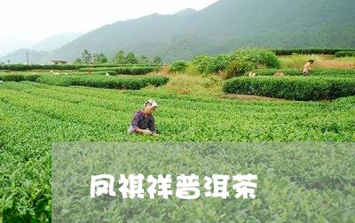 凤祺祥普洱茶/2023042835045