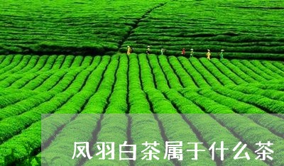 凤羽白茶属于什么茶/2023071552614