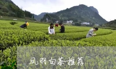 凤羽白茶推荐/2023051322047