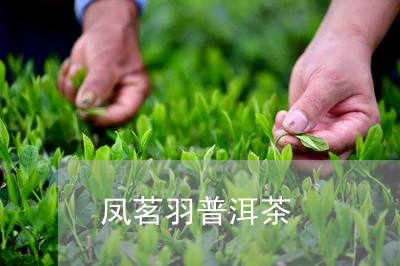 凤茗羽普洱茶/2023101660491