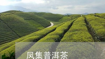 凤集普洱茶/2023090637170