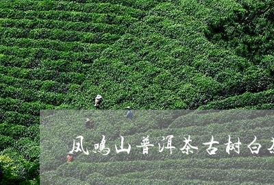 凤鸣山普洱茶古树白茶/2023092710703