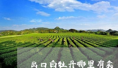 出口白牡丹哪里有卖/2023120565169