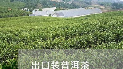 出口装普洱茶/2023042630185