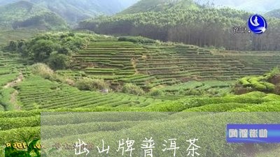 出山牌普洱茶/2023042621356