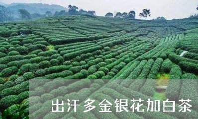 出汗多金银花加白茶/2023081283038