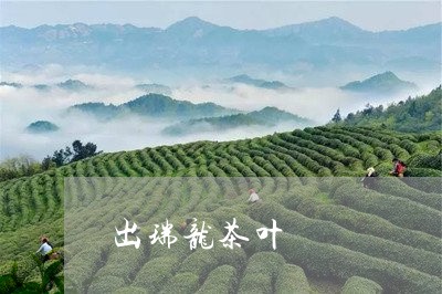 出瑞龙茶叶/2023090204157