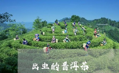 出虫的普洱茶/2023042860796