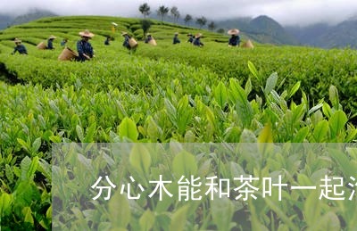 分心木能和茶叶一起泡水喝吗/2023052643615