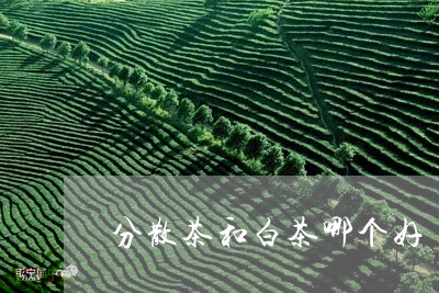 分散茶和白茶哪个好/2023121724261