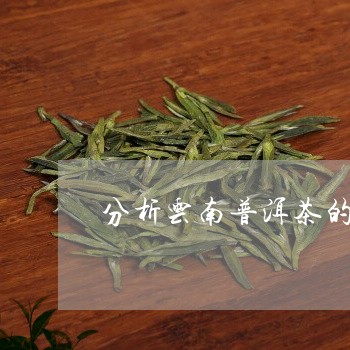 分析云南普洱茶的特色和特点/2023082836461