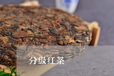 分级红茶/2023110990502