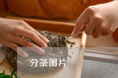 分茶图片/2023121959372