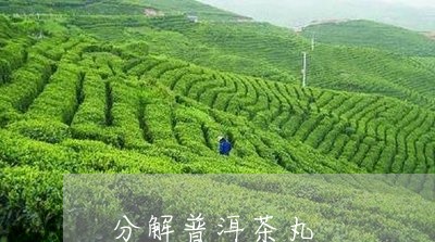 分解普洱茶丸/2023042853703