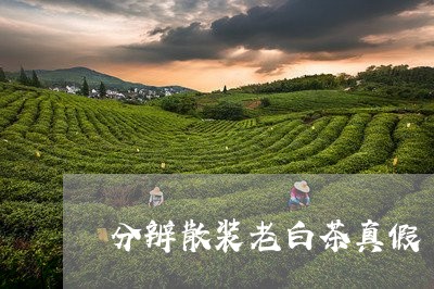 分辨散装老白茶真假/2023071512726